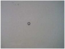 Sluitring 6 RS1 2000 - Rieju