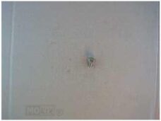 Olie Aftap Plug MX 50       2000 - Rieju