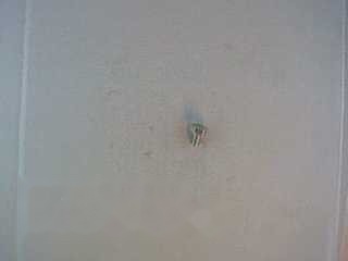 Olie Aftap Plug MX 50 2000 - Rieju